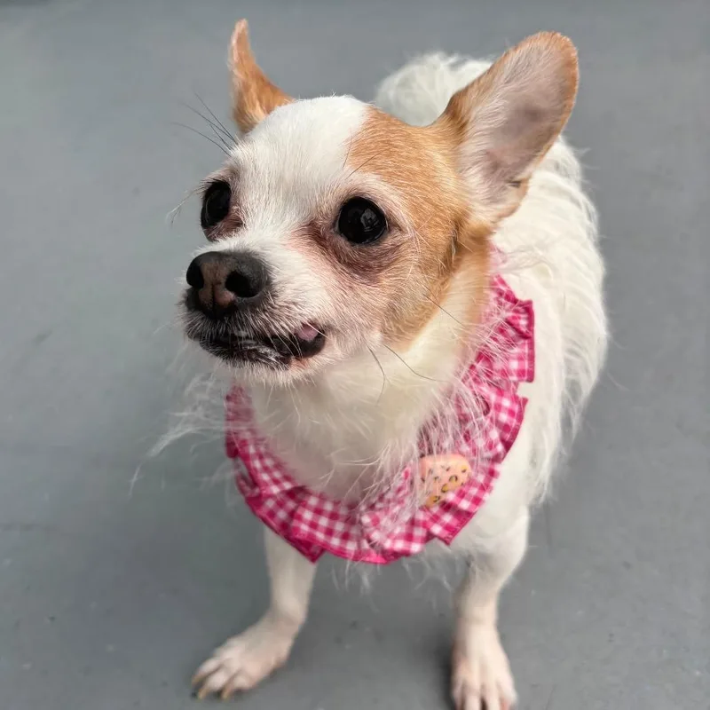 A senior small-sized male Gray / Blue / Silver Chihuahua dog named Puddles for adoption in Philadelphia, PA