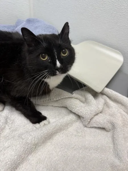 An adult medium-sized male Domestic Short Hair cat named Nova for adoption in Silverdale, WA