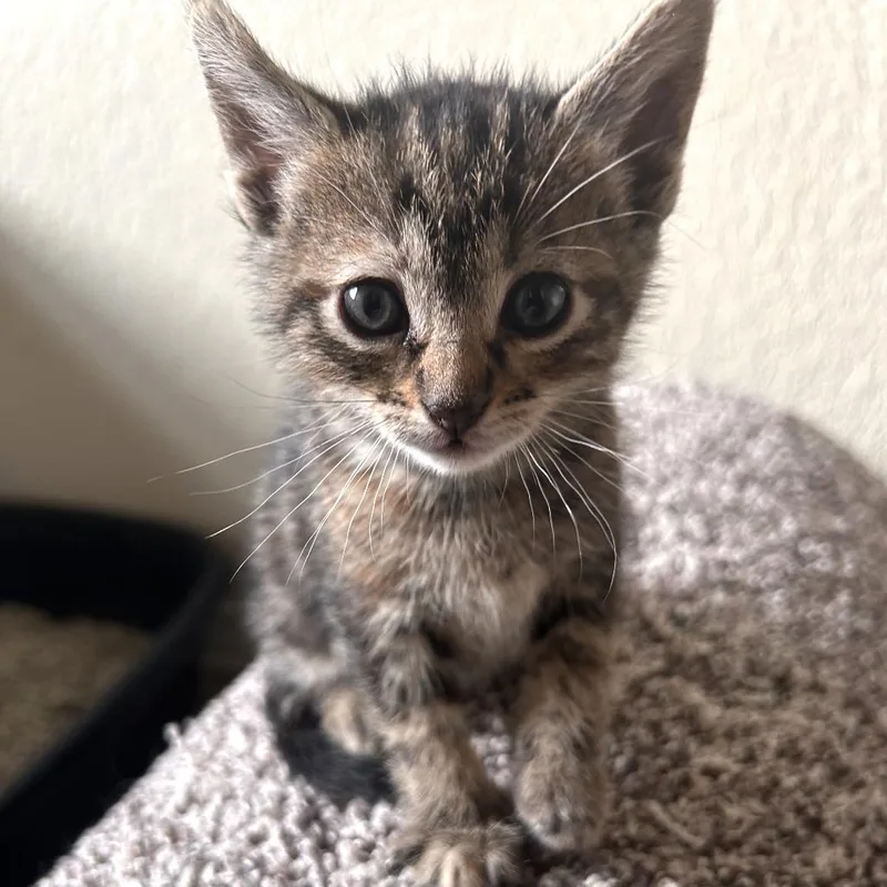 A baby small-sized female Brown / Chocolate Domestic Short Hair cat named Inventor Of Cuteness for adoption in Austin, TX