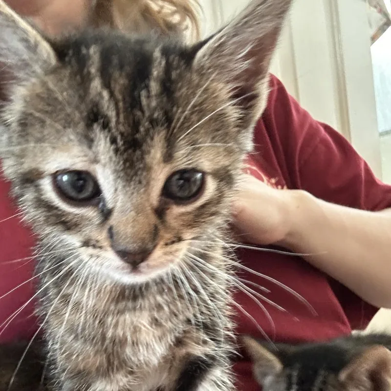 Inventor Of Cuteness thumbnail 2
