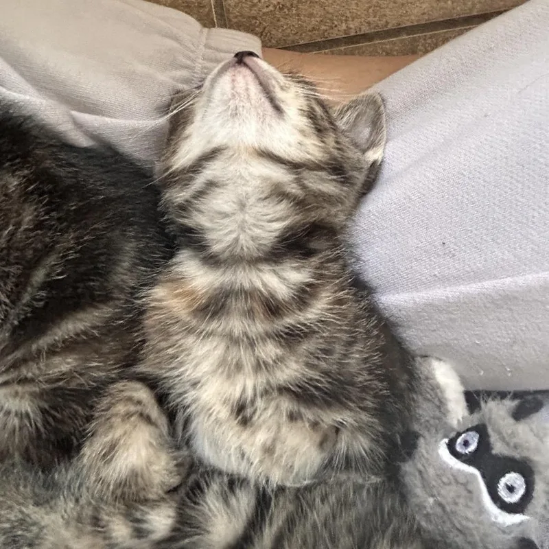 Inventor Of Cuteness thumbnail 3