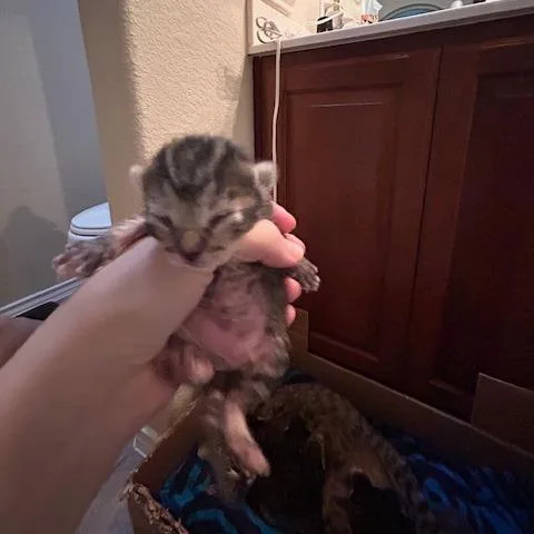 Inventor Of Cuteness thumbnail 4