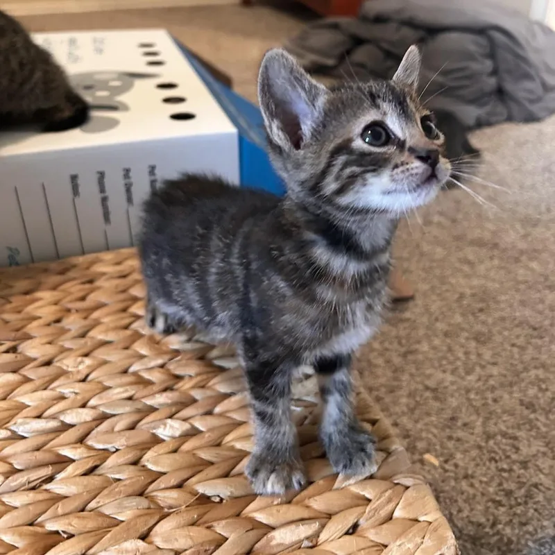 Inventor Of Cuteness thumbnail 5