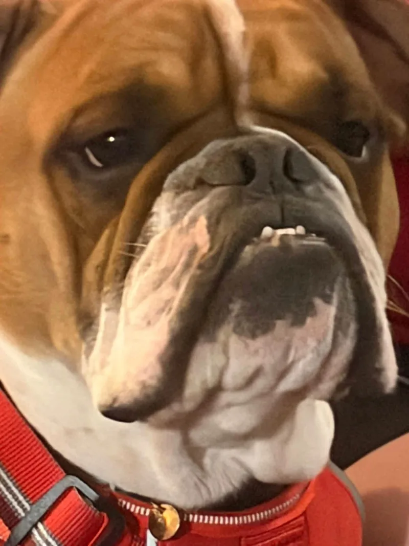 A young medium-sized male English Bulldog dog named Rex for adoption in Davisburg, MI