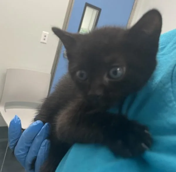 A baby small-sized male Domestic Short Hair cat named Rubber Duckie for adoption in Ridgewood, NY