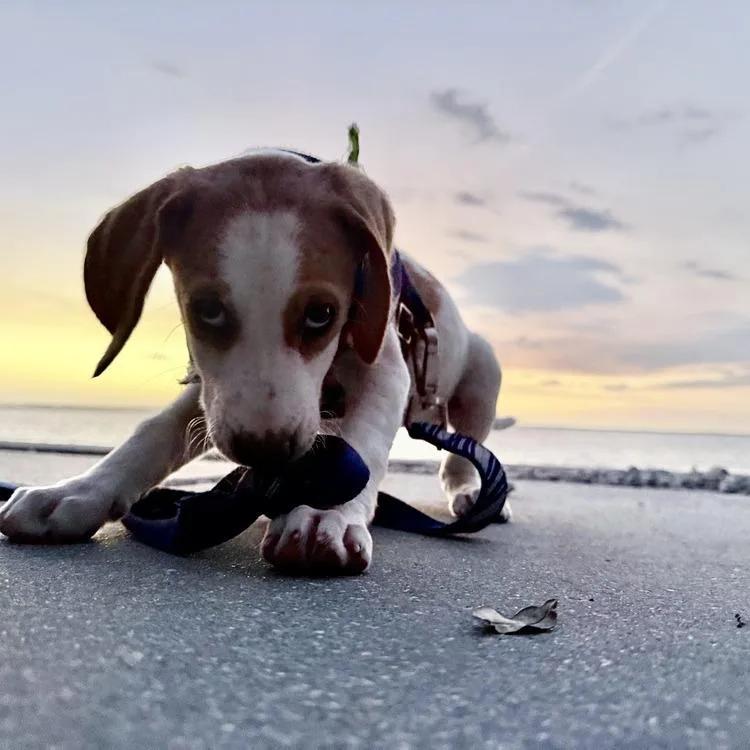 A baby medium-sized female Foxhound dog named Janie for adoption in Seminole, FL