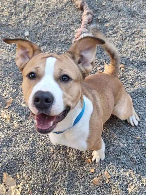 An adult medium-sized male Pit Bull Terrier dog named Prince for adoption in Woodland, CA