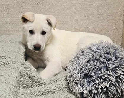 A baby medium-sized female Yellow / Tan / Blond / Fawn Yellow Labrador Retriever dog named Marilyn for adoption in Fort Collins, CO