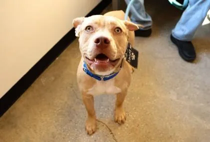 A baby large-sized female Mixed Breed dog named Soy Sauce for adoption in West Chester, PA