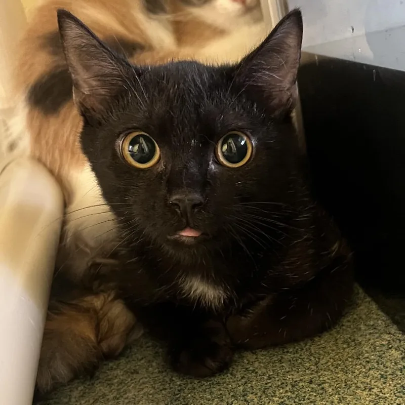 A baby small-sized male Black Domestic Short Hair cat named Pluto for adoption in Naples, FL