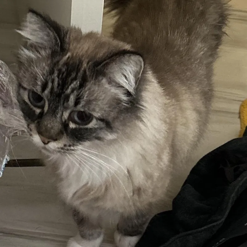 Svetlana thumbnail 2