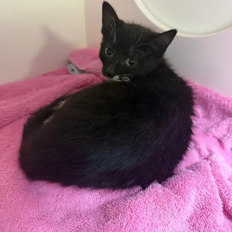 A baby small-sized female Black Domestic Short Hair cat named Noah for adoption in Dover, NH