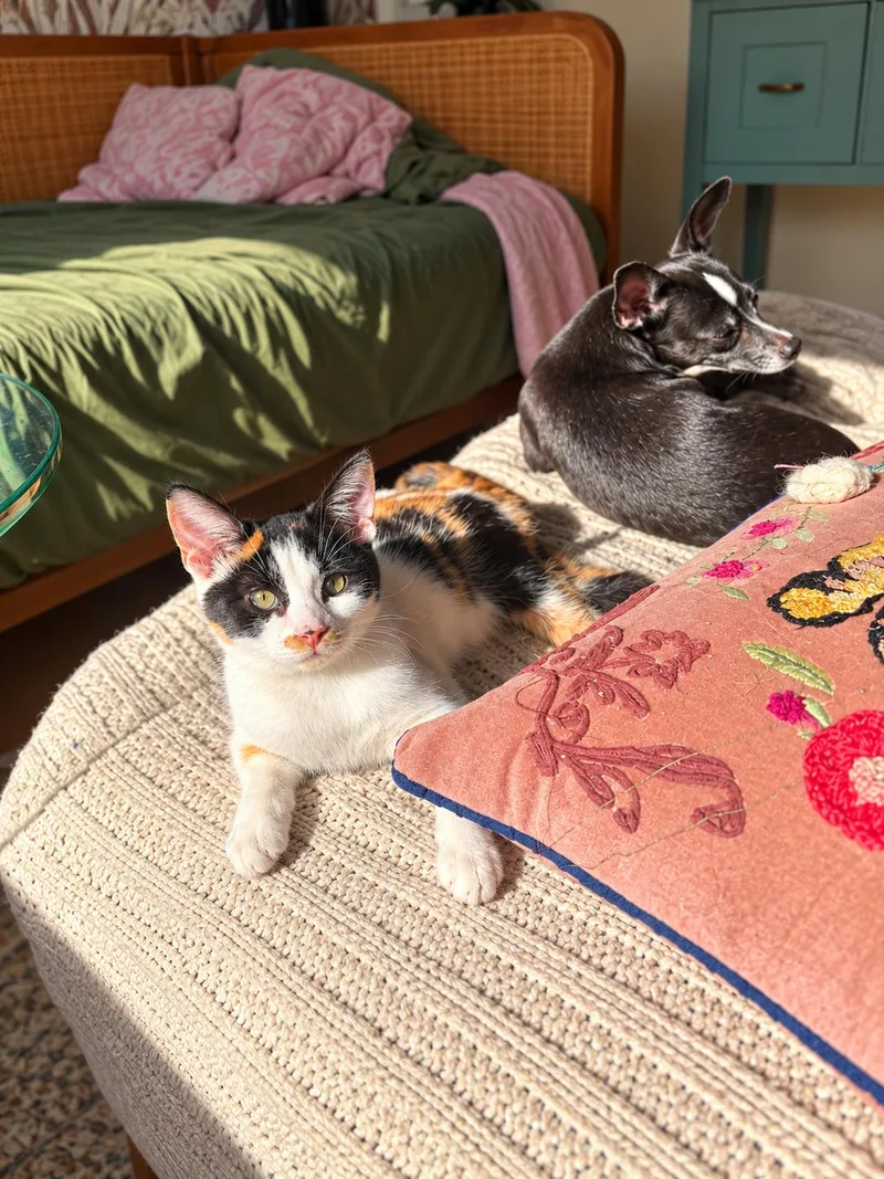 A baby medium-sized female Calico cat named Dolly for adoption in Santa Cruz, CA