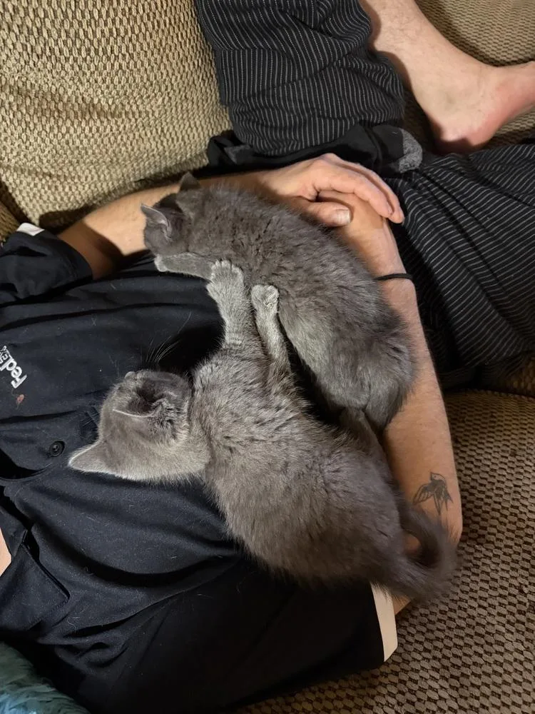 A baby small-sized male Gray / Blue / Silver Domestic Short Hair cat named Pan for adoption in Greensboro, NC