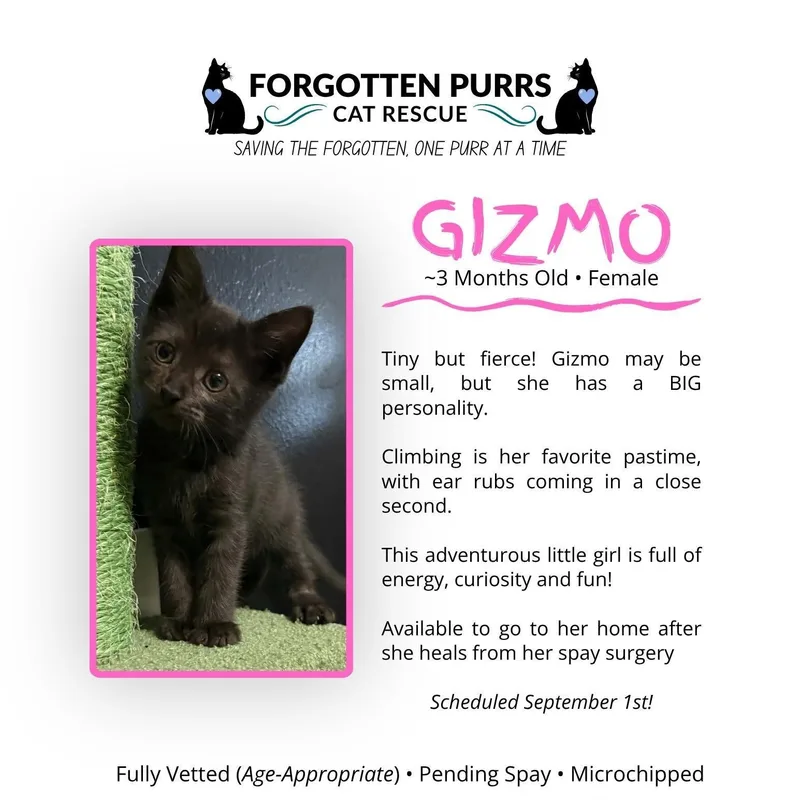 Gizmo
