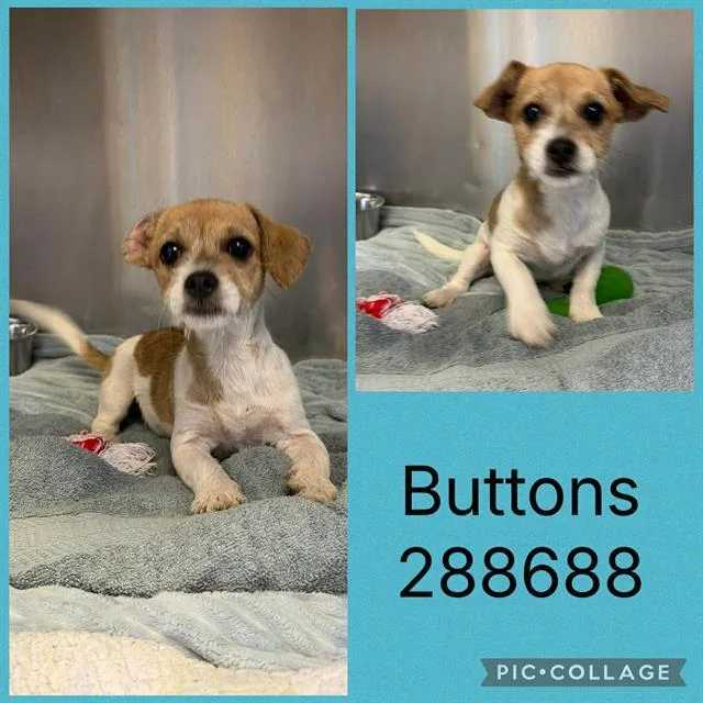 A baby small-sized male Mixed Breed dog named Buttons for adoption in Macon, GA
