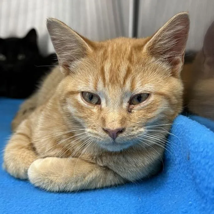 A young small-sized male Orange / Red Domestic Short Hair cat named Pocus for adoption in Ridgway, CO