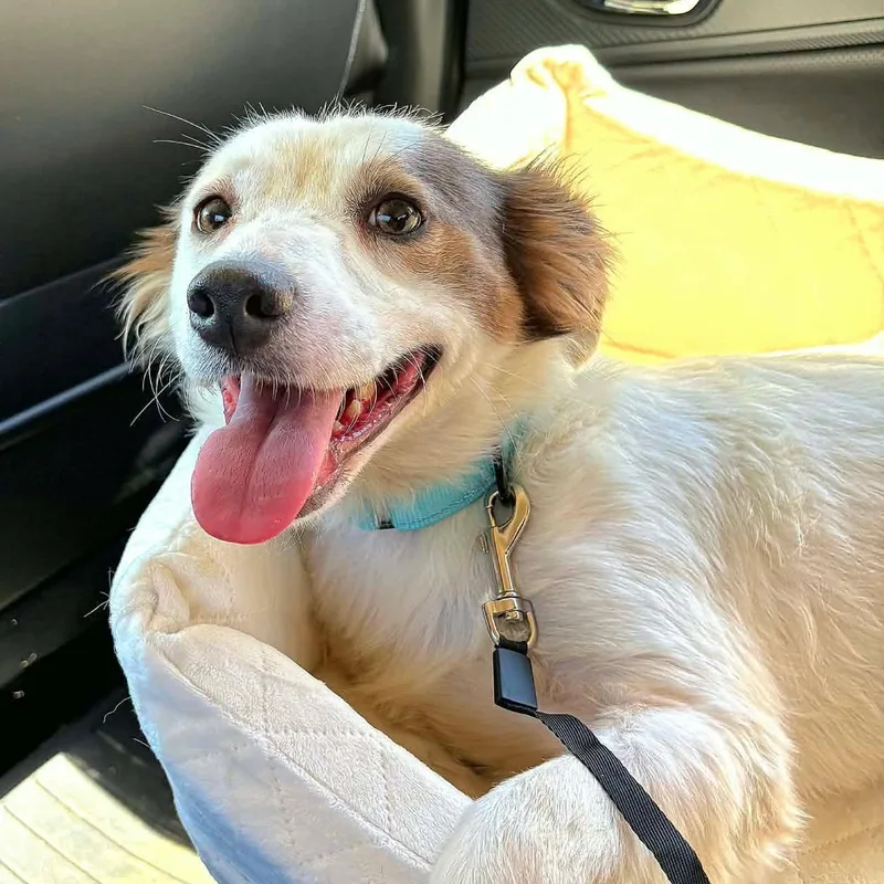 An adult medium-sized female Yellow / Tan / Blond / Fawn Spaniel dog named Poppy for adoption in Houston, TX
