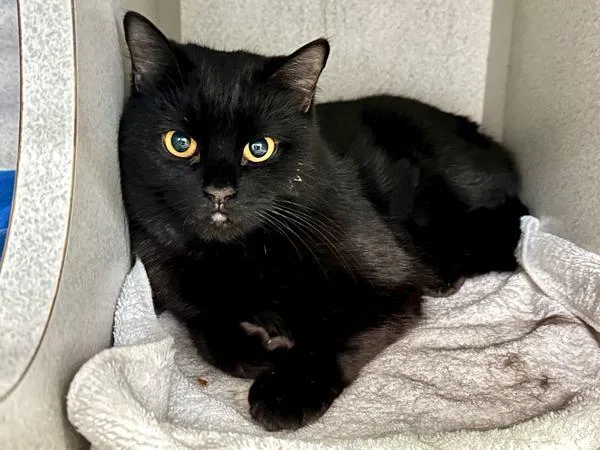 A senior small-sized female Domestic Medium Hair cat named Tzatziki for adoption in Ridgewood, NY