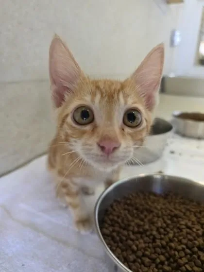 An adult small-sized male Domestic Short Hair cat named Sunny for adoption in Honolulu, HI