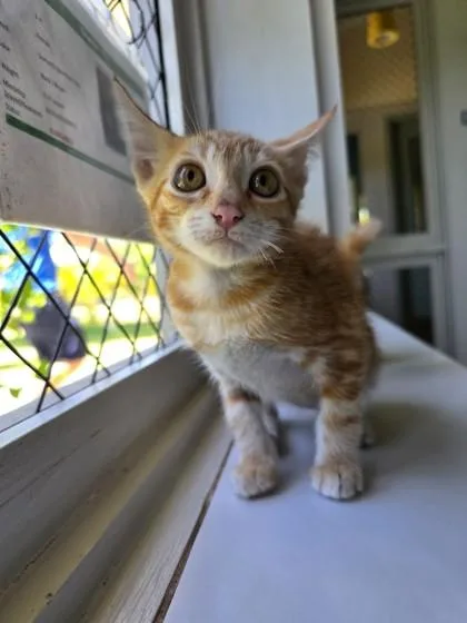 Sunny thumbnail 3