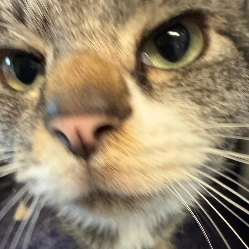 A young medium-sized male Brown / Chocolate Domestic Short Hair cat named Chalet for adoption in Charlottesville, VA