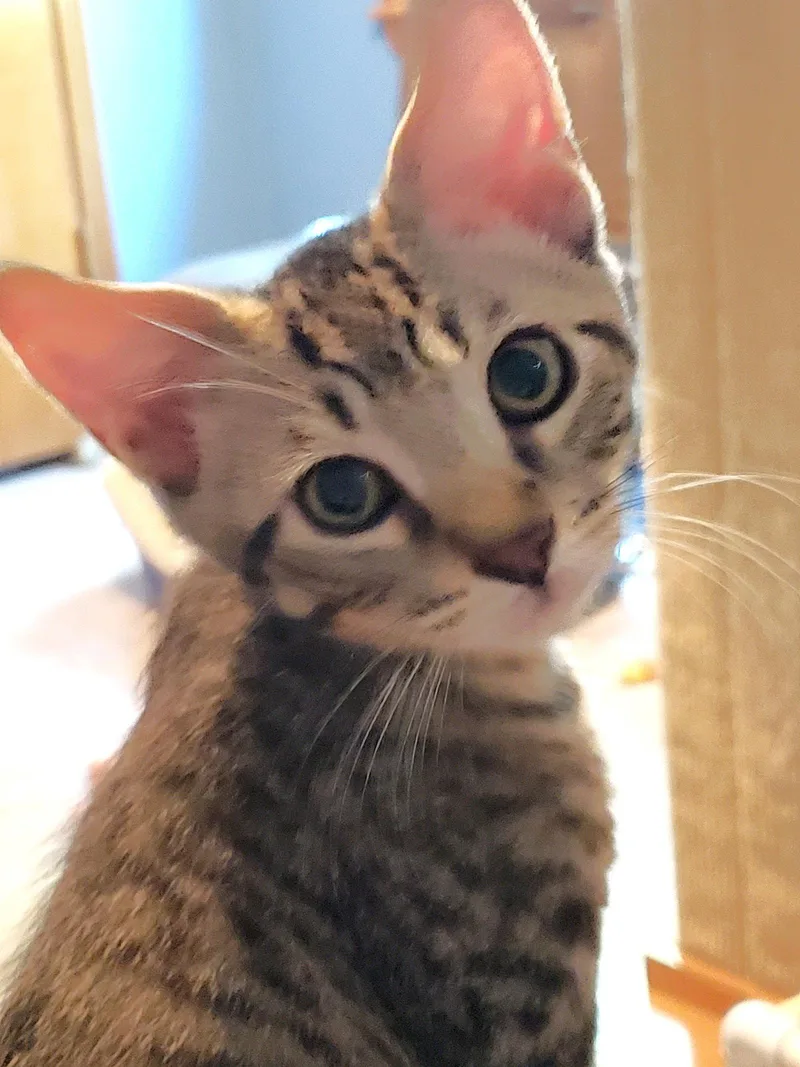 A baby medium-sized female Domestic Short Hair cat named Austin and Tori for adoption in Shawnee, KS