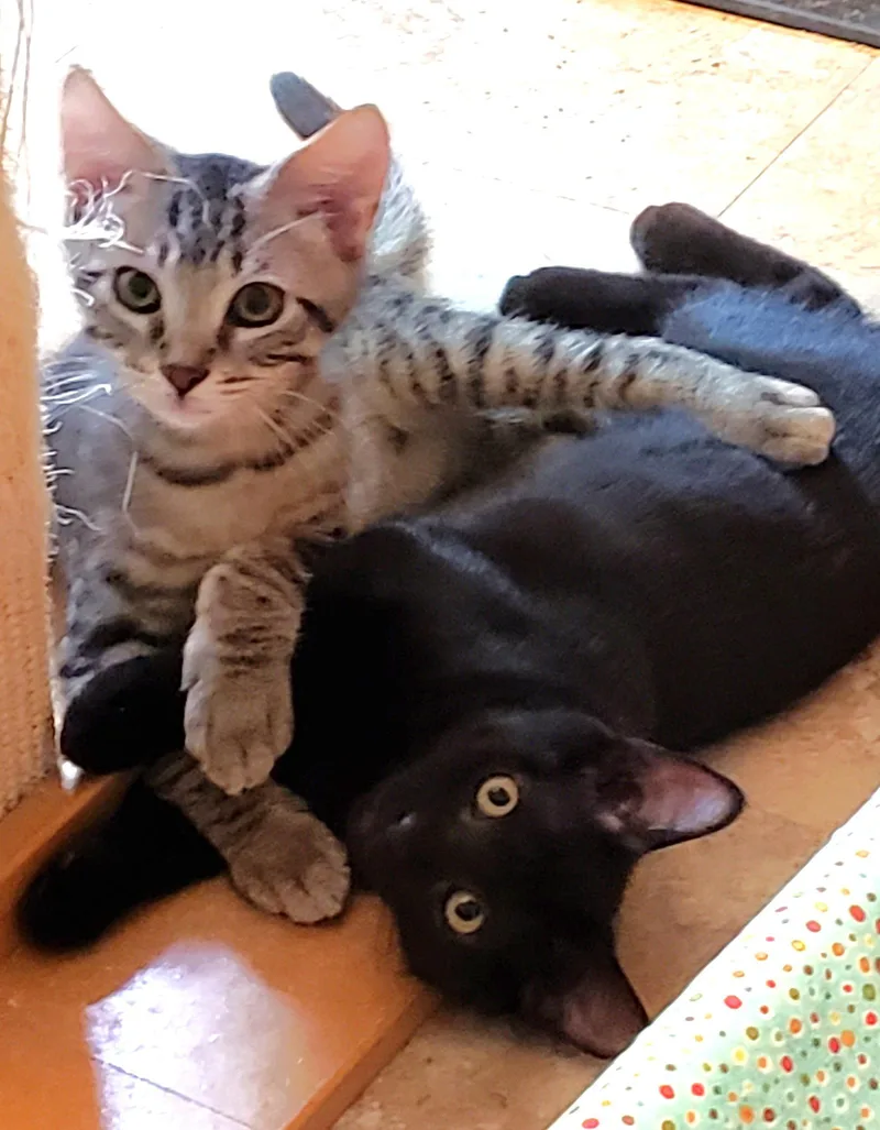 Austin and Tori thumbnail 3