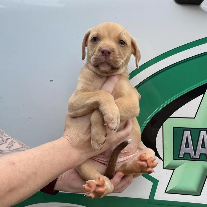 A baby medium-sized male Yellow / Tan / Blond / Fawn Pit Bull Terrier dog named Austin for adoption in Columbia, SC