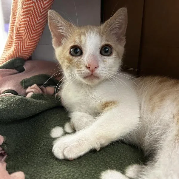 A baby small-sized male Domestic Short Hair cat named Honda for adoption in Dublin, CA