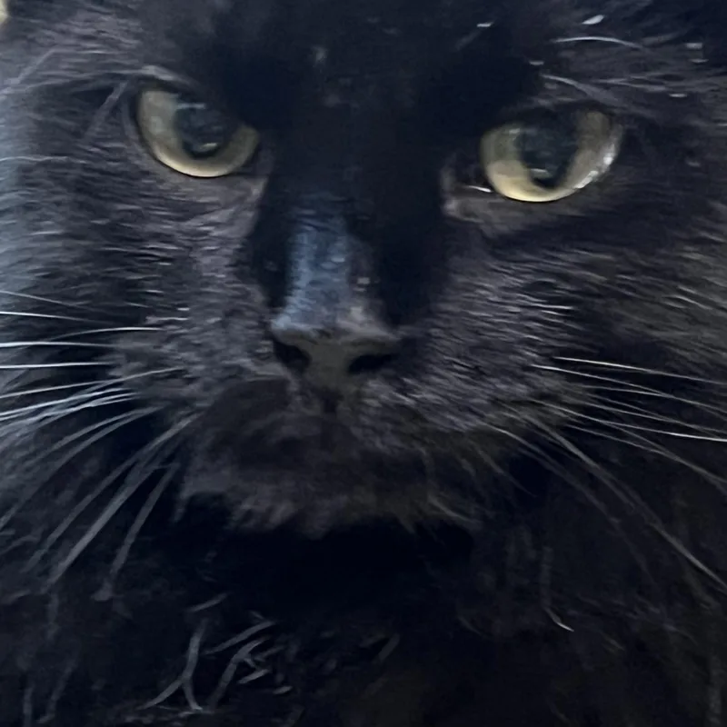 Bellatrix thumbnail 2