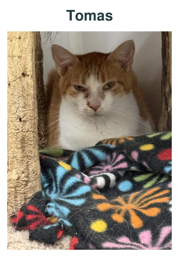 An adult large-sized male Orange & White Domestic Medium Hair cat named Thomas for adoption in Richland Center, WI