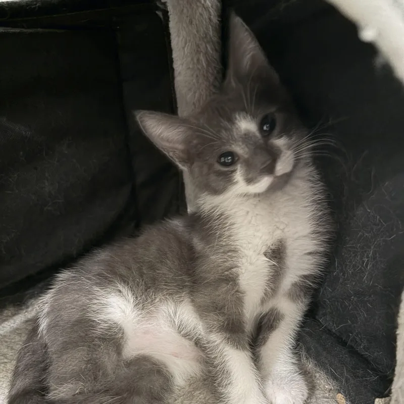 A baby medium-sized male Gray & White Domestic Short Hair cat named Sheldon for adoption in East Amherst, NY