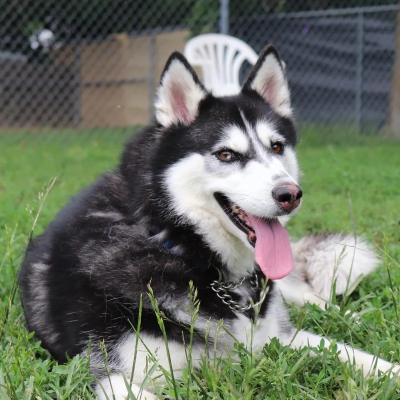An adult medium-sized female Black Husky dog named Frya for adoption in Springfield, IL