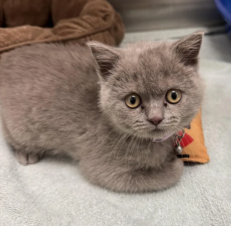 A young medium-sized female British Shorthair cat named Lilith for adoption in Tracy, CA