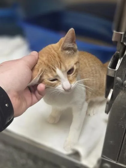 A baby small-sized male Domestic Short Hair cat named Sharp Cheddar for adoption in Westland, MI