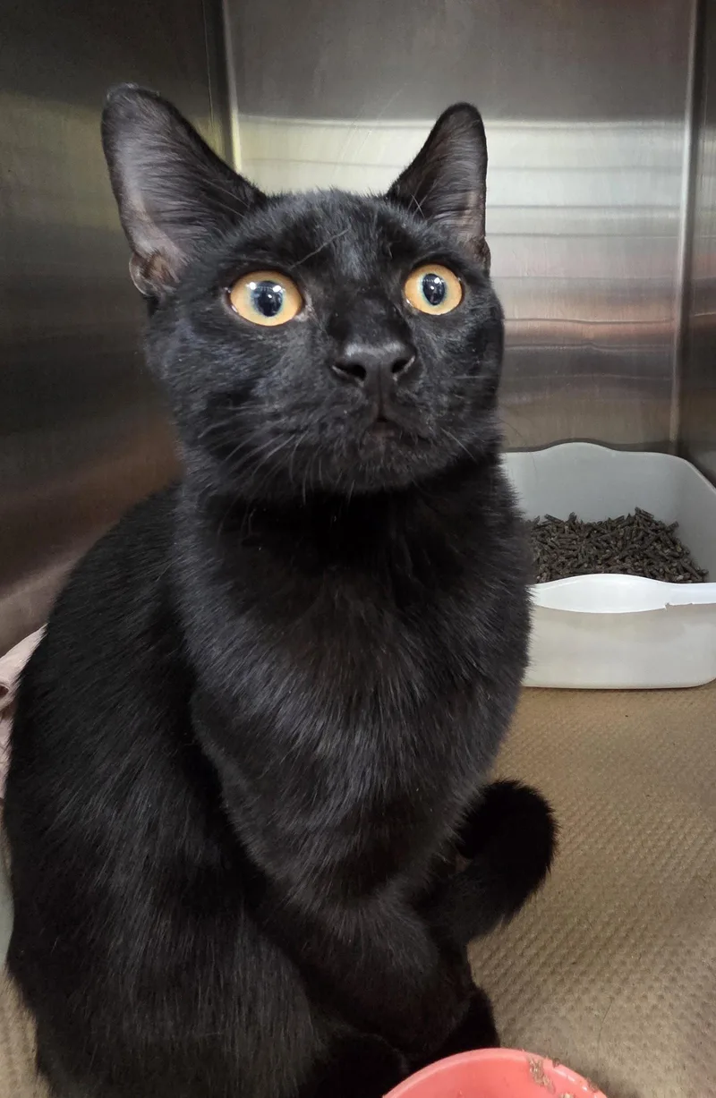 An adult medium-sized male Black Domestic Short Hair cat named Salem for adoption in Trenton, NJ