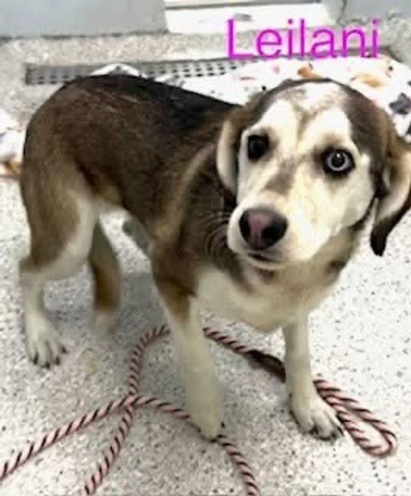 Leilani