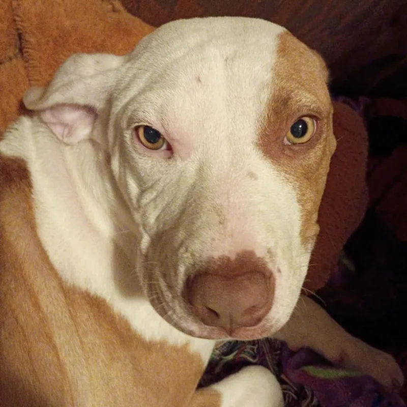 A young medium-sized female White / Cream Pit Bull Terrier dog named Sage for adoption in Wadena, MN