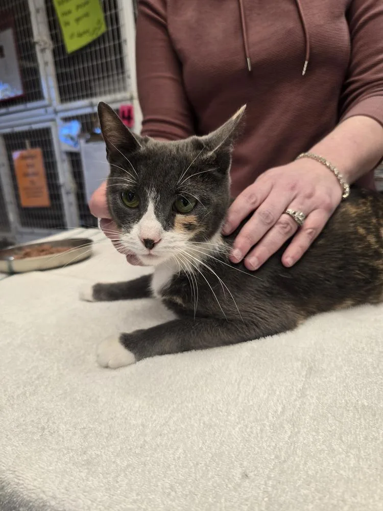 An adult medium-sized female Gray & White Calico cat named Callie for adoption in Vancouver, WA