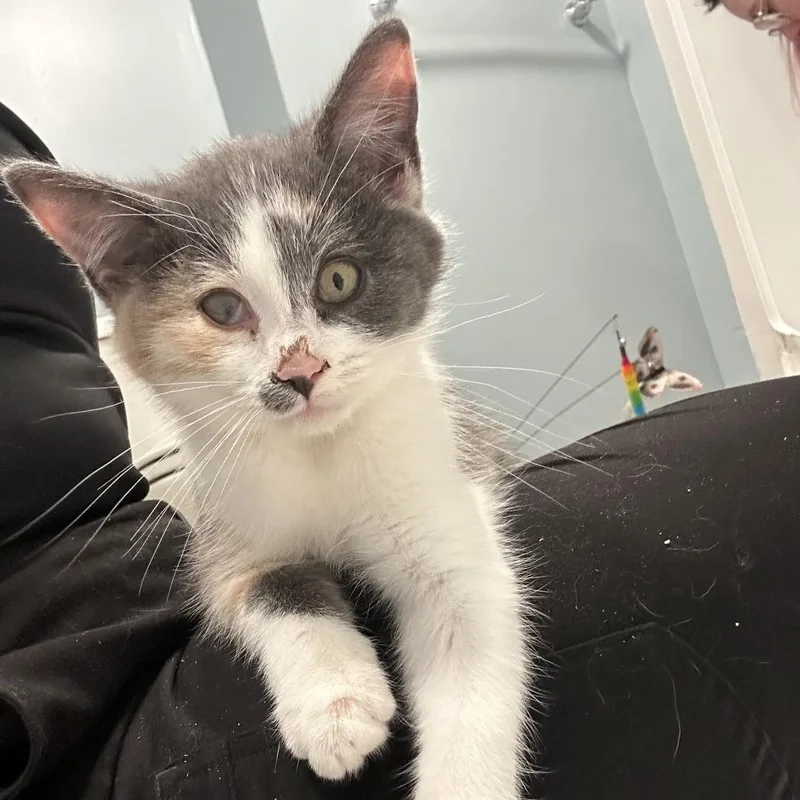 A baby small-sized female Calico Domestic Short Hair cat named Kahlua for adoption in Pittsburgh, PA