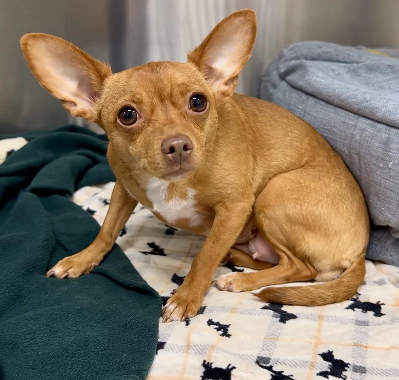 A young small-sized female Red / Chestnut / Orange Chihuahua dog named Princess for adoption in Tifton, GA