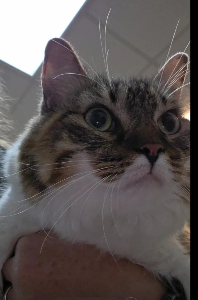 An adult large-sized female Domestic Medium Hair cat named Roxanne for adoption in Rome, GA