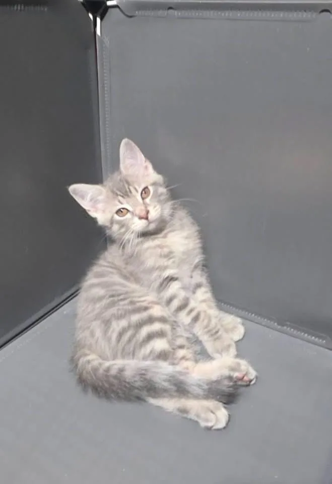 A baby small-sized male Cream / Ivory American Shorthair cat named Pablo for adoption in levittown, NY