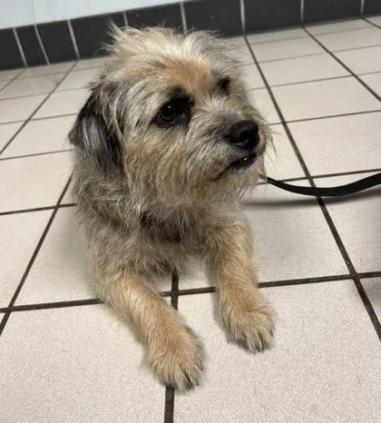 An adult small-sized male Mixed Breed dog named Simon for adoption in Largo, FL