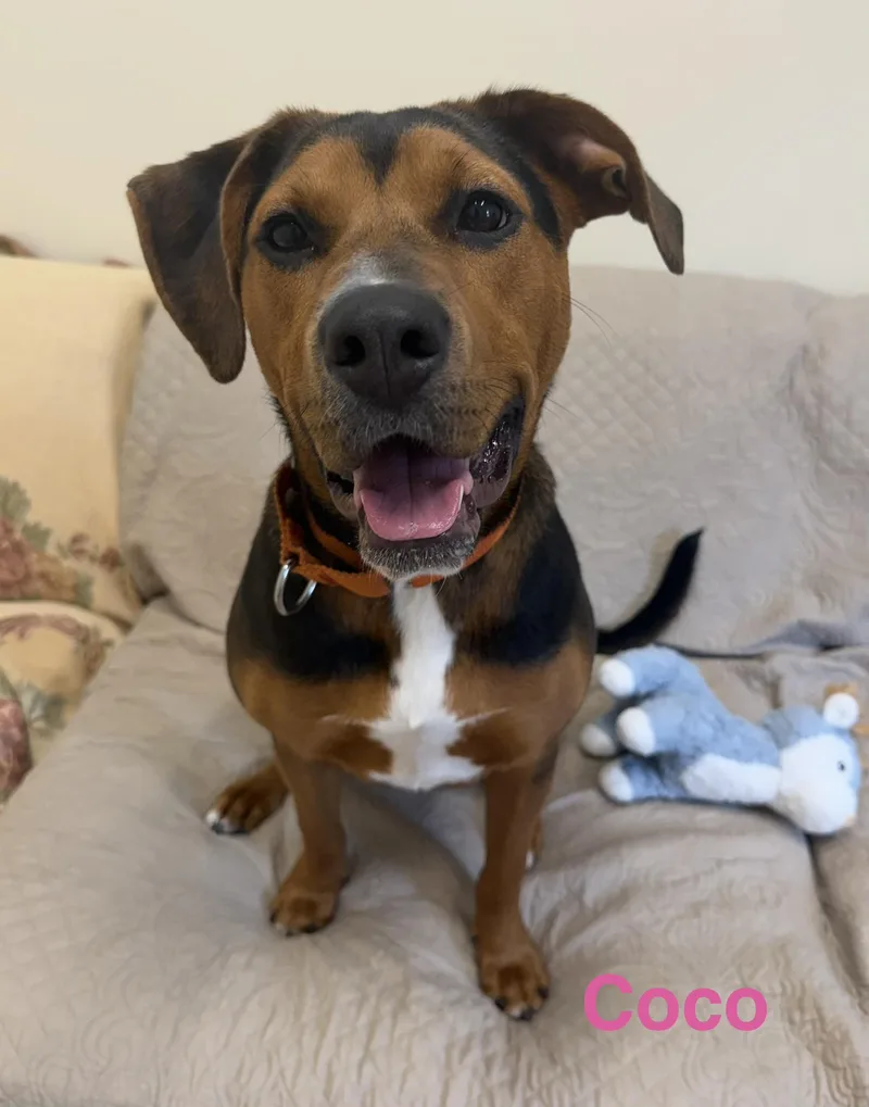 A baby large-sized female Black Rottweiler dog named Coco for adoption in Pawleys Island, SC