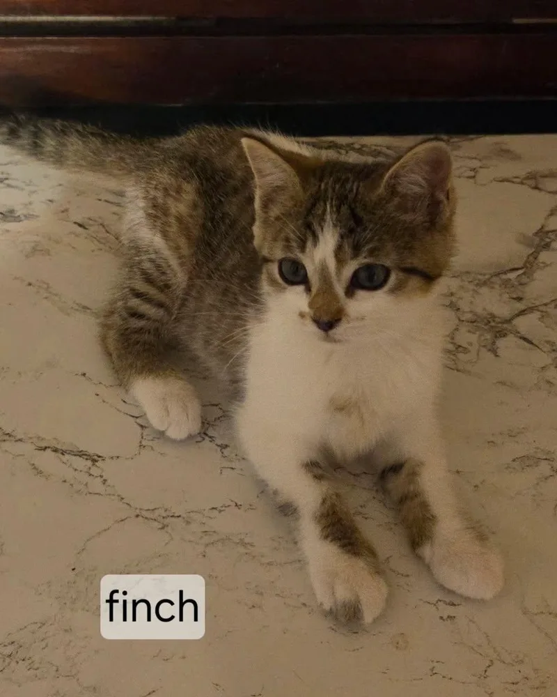 A baby small-sized male Buff & White Domestic Short Hair cat named Finch for adoption in Topsham, ME