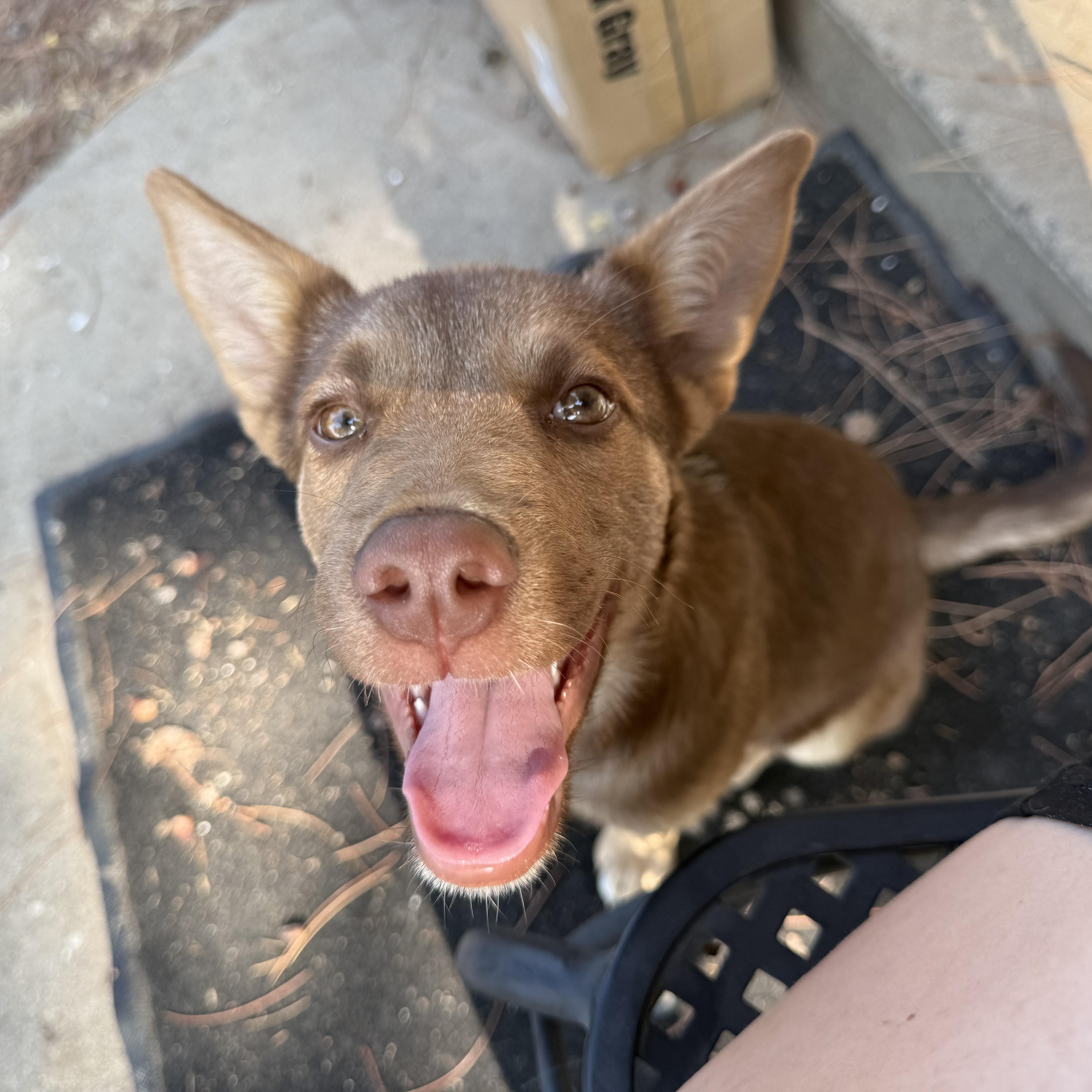 A baby medium-sized male Brown / Chocolate Australian Kelpie dog named Rugger for adoption in Fresno, CA