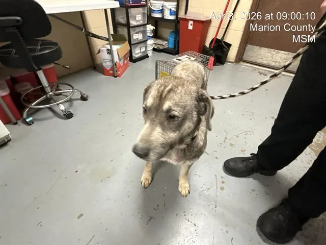 An adult medium-sized female Mixed Breed dog named Blue for adoption in Ocala, FL