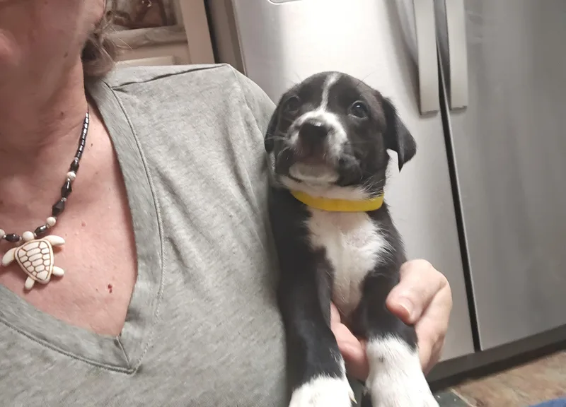 Ringo Starr  Local thumbnail 2